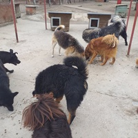 photo de livraison pour Nobody's Dog France