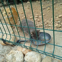 photo de livraison pour L'Ecole du Chat Istreen