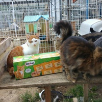 photo de livraison pour Amicale Chats