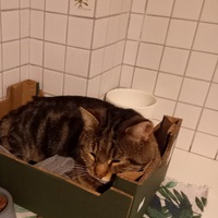 photo de livraison pour Association Des  Chats  De Hyeres