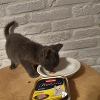 photo de livraison pour Les Chats de la Rue