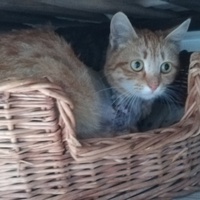 photo de livraison pour Les Amis de Samantha