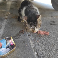 photo de livraison pour Les Chats libres de Calvisson