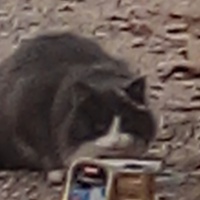 photo de livraison pour 4 Pattes 30