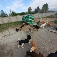 photo de livraison pour Udruzenje za Zastitu Zivotinja Srecko, Valjevo