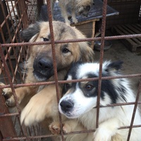 photo de livraison pour Save & Hope for Dogs