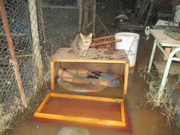 Chats Libres De Beziers Chats Libres De Beziers Animal Webaction Chats Libres De Beziers Chats Libres De Beziers Animal Webaction