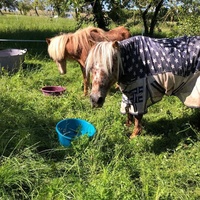 photo de livraison pour Les Chevaux d'Elo