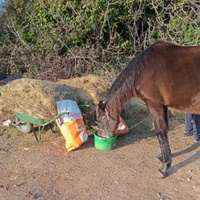 photo de livraison pour Association hippique du Caroux