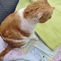 photo de livraison pour Les Chats de la Rue