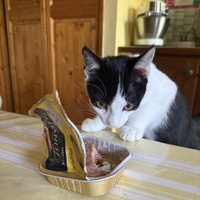 photo de livraison pour Cosa Animalia