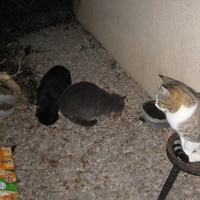 photo de livraison pour Les Chats Pitres de Saint-Paul