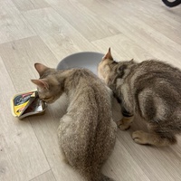 photo de livraison pour Collectif Sauvetage Chatons