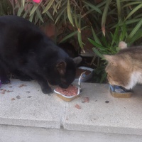 photo de livraison pour Coursan Chats