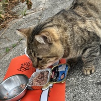 photo de livraison pour SOS Chats Libres