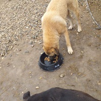 photo de livraison pour Happy Shelter Skopje