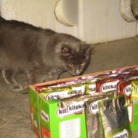 photo de livraison pour Jardin des Chats