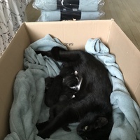 photo de livraison pour Adopte 1 Chat | L211-27