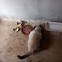 photo de livraison pour GIROU - Chats Libres des Rues