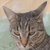 photo animal