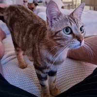 photo de livraison pour Les Chats de Cooper