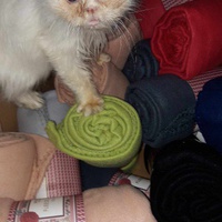 photo de livraison pour Les Chats de la Tour