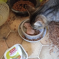 photo de livraison pour Chats Oubliés