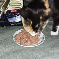 photo de livraison pour Le Souffle de Bastet