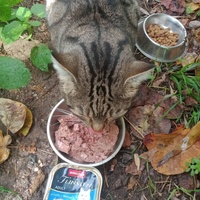 photo de livraison pour Les Chats-Pitresdelavi-Ste