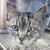 photo animal