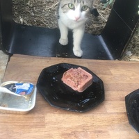 photo de livraison pour Félin Pour L’Hôte
