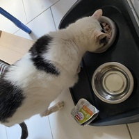 photo de livraison pour Les Chats de Condom 32