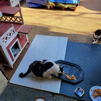 photo de livraison pour Chat de Gout'hier sans Toit
