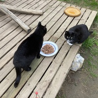 photo de livraison pour Association Des  Chats  De Hyeres