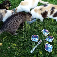 photo de livraison pour Coursan Chats