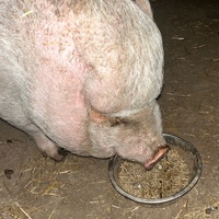 photo de livraison pour Refuge du Poil à la Plume