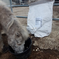 photo de livraison pour Happy Horse Day