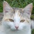 photo animal