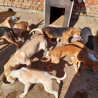 photo de livraison pour Udruženje za zaštitu i zbrinjavanje životinja "Moje šape"