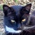 photo animal