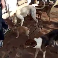 photo de livraison pour Comme Chiens et Chats Maroc