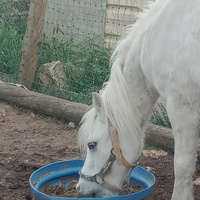 photo de livraison pour Equi-Libre : Droit à la Retraite Equine