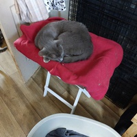 photo de livraison pour Les Chats de Cooper