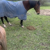 photo de livraison pour Espoir au Galop
