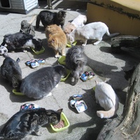 photo de livraison pour Jardin des Chats
