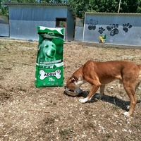 photo de livraison pour Beta Zajecar