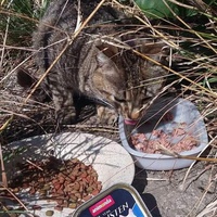photo de livraison pour Les Chats-Pitresdelavi-Ste
