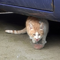 photo de livraison pour Chats cerbériens