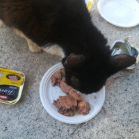 photo de livraison pour Les Chats libres de Calvisson