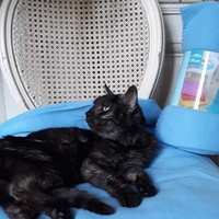 photo de livraison pour Vallée des Chats